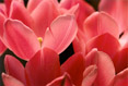 Pink Tulips